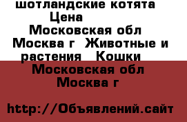 шотландские котята › Цена ­ 3 000 - Московская обл., Москва г. Животные и растения » Кошки   . Московская обл.,Москва г.